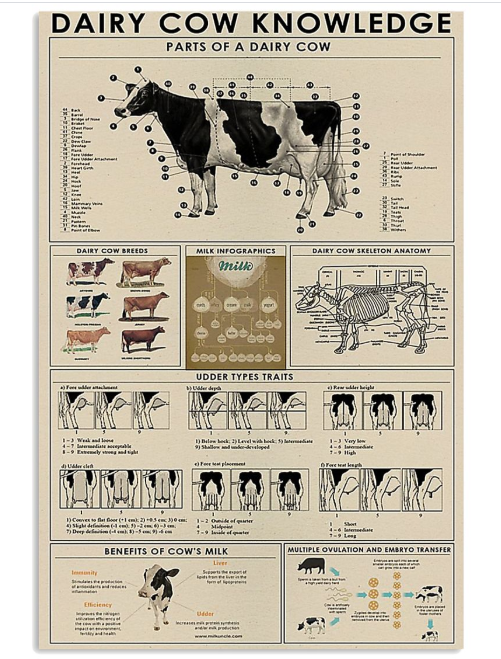Dairy cow knowledge poster
